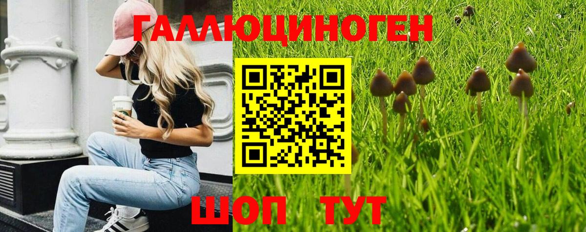 Галлюциногенные грибы MAGIC MUSHROOMS  Вход с VPN  Чайковский 